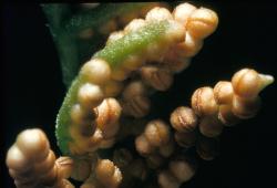 Botrychium australe. Close-up of individual sporangia splitting to release spores.
 Image: J.E. Braggins © John Braggins 1979 All rights reserved